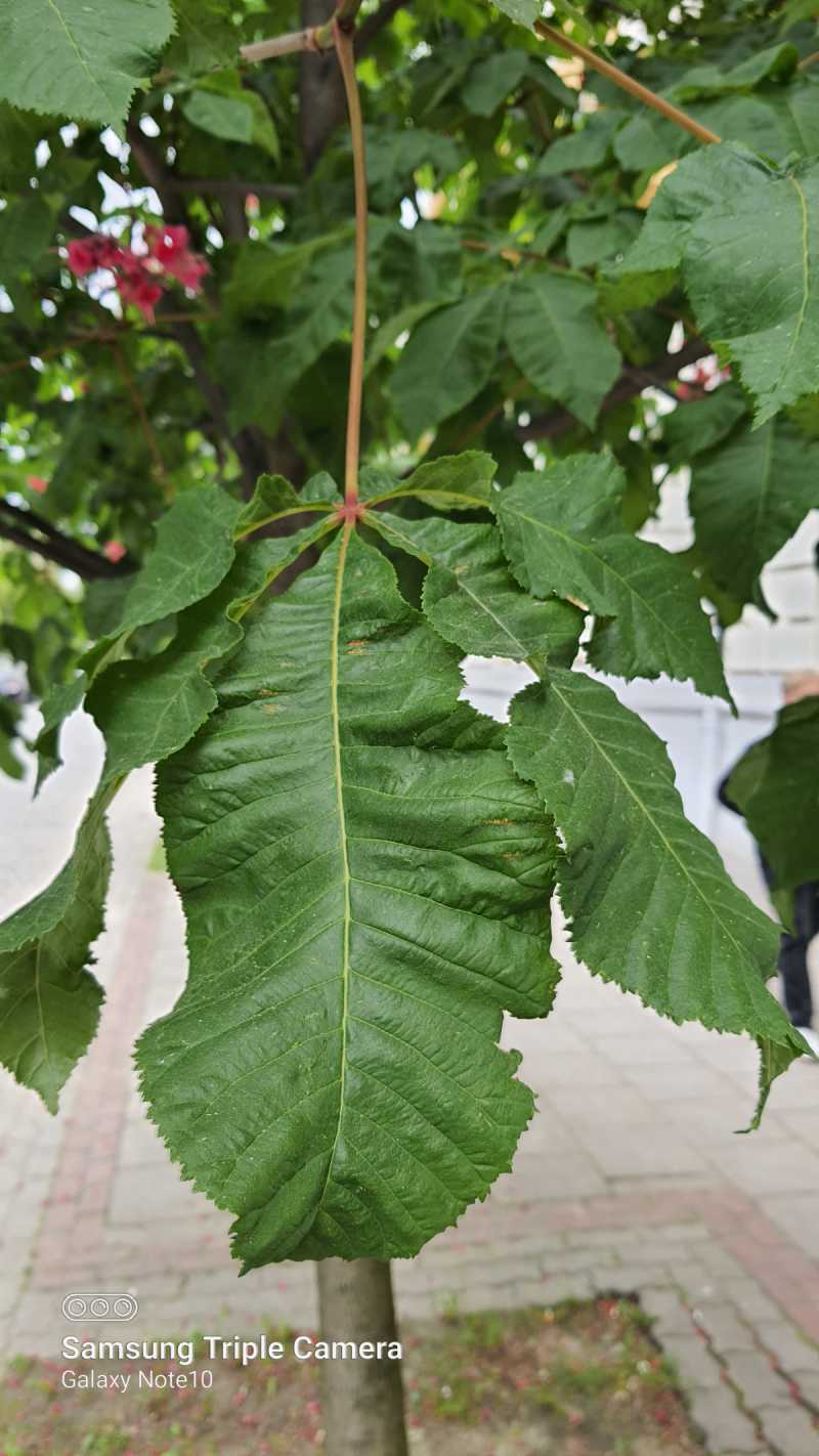 Liście Kasztanowiec czerwony